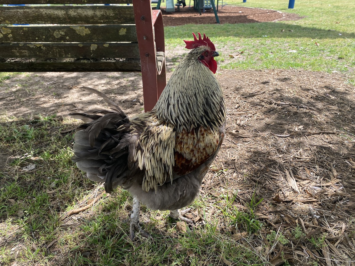 Gallo Bankiva (variedad doméstica) - ML643975077