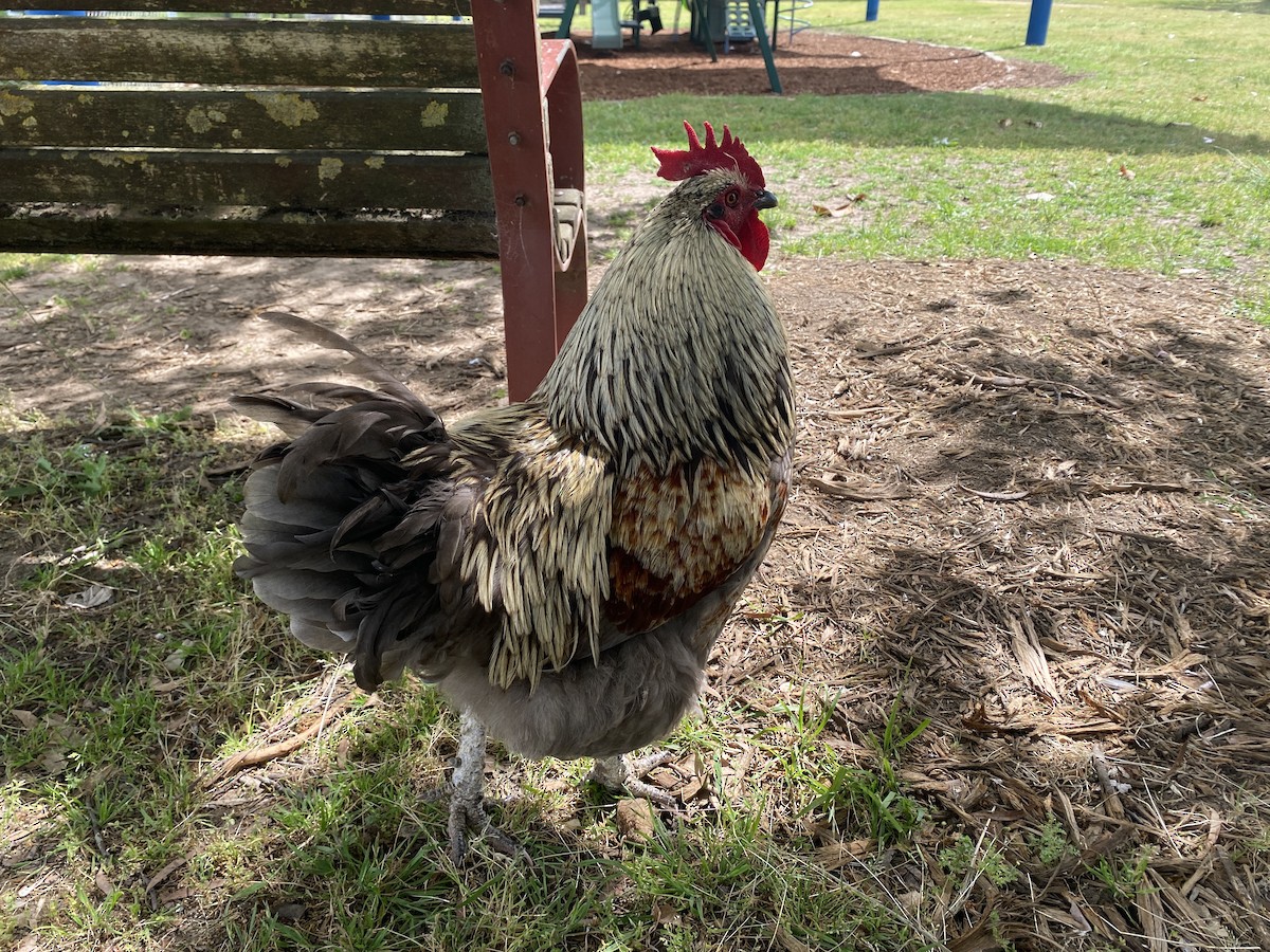 Gallo Bankiva (variedad doméstica) - ML643975078