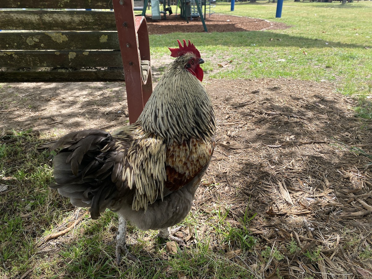 Gallo Bankiva (variedad doméstica) - ML643975080