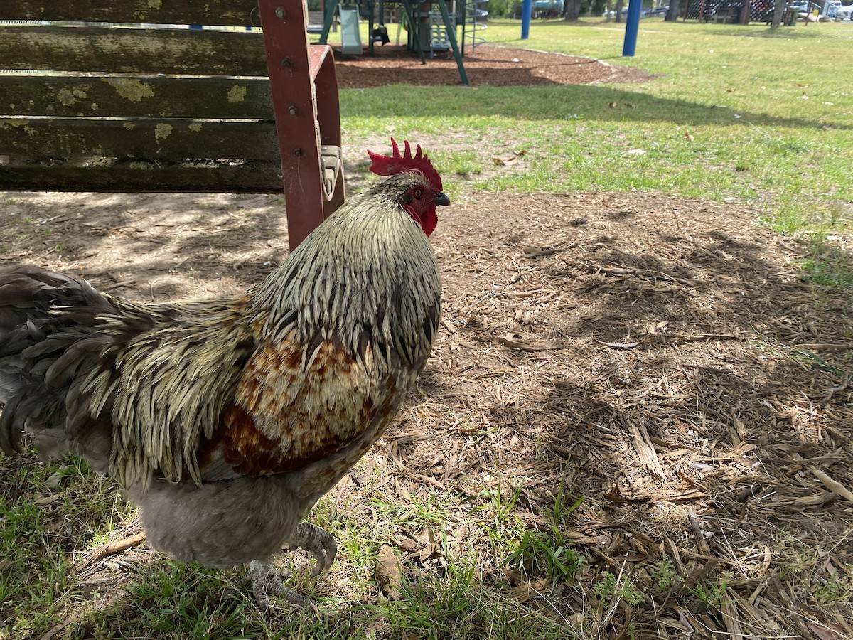 Gallo Bankiva (variedad doméstica) - ML643975081