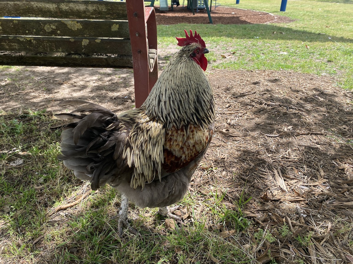 Gallo Bankiva (variedad doméstica) - ML643975082