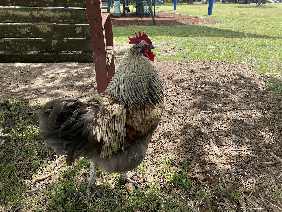 Gallo Bankiva (variedad doméstica) - ML643975084