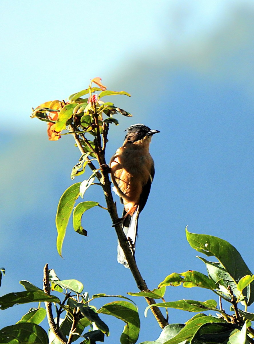Rufous Sibia - ML643975085