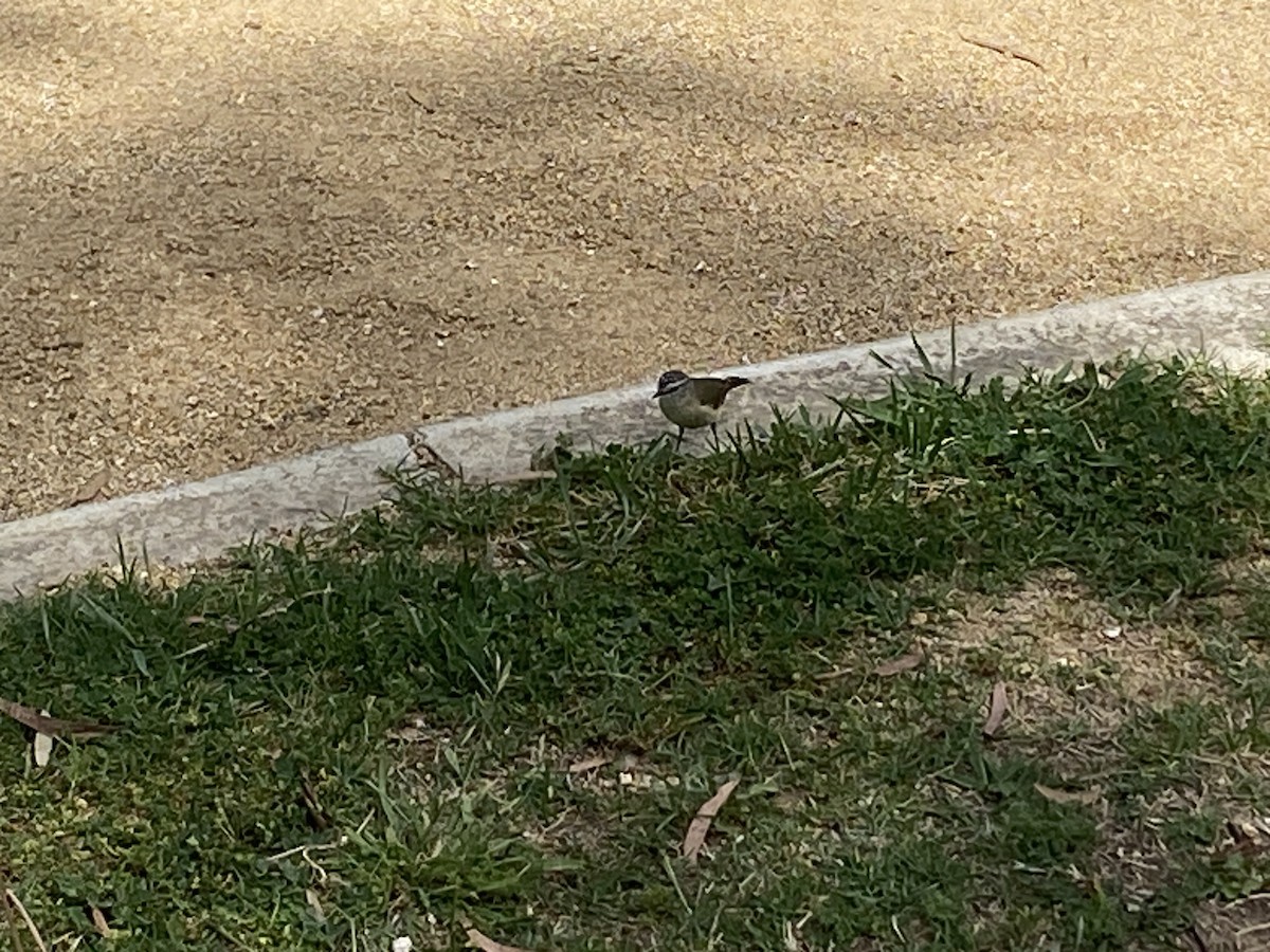 Acantiza Culigualda - ML643975090