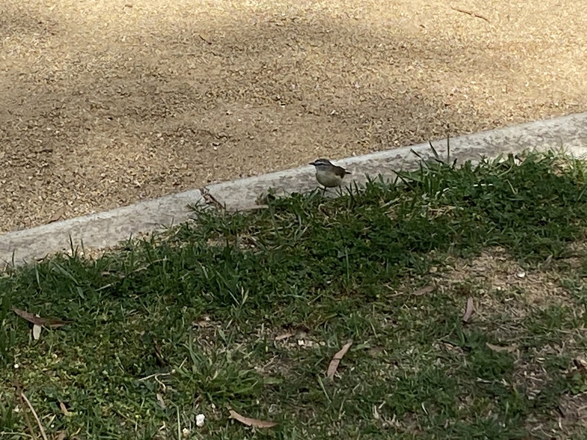 Acantiza Culigualda - ML643975091