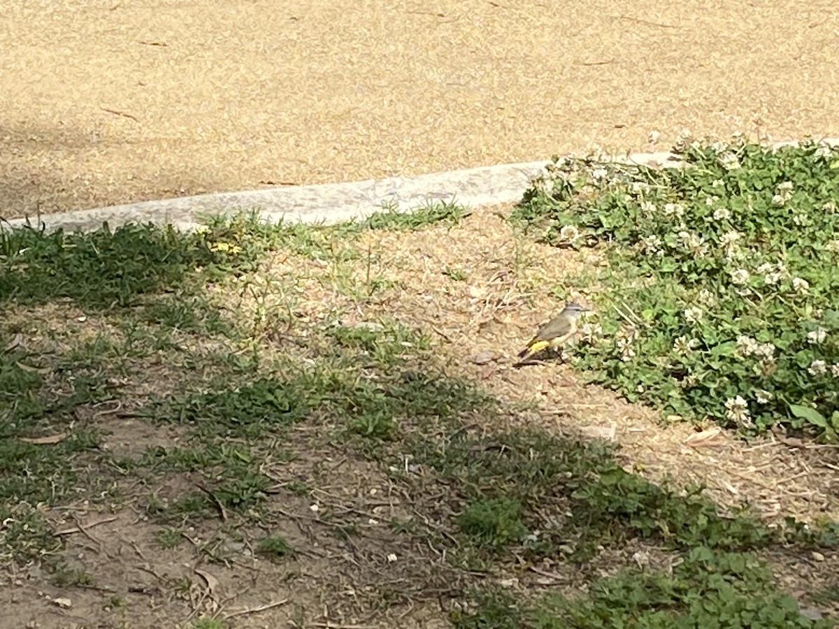 Acantiza Culigualda - ML643975092