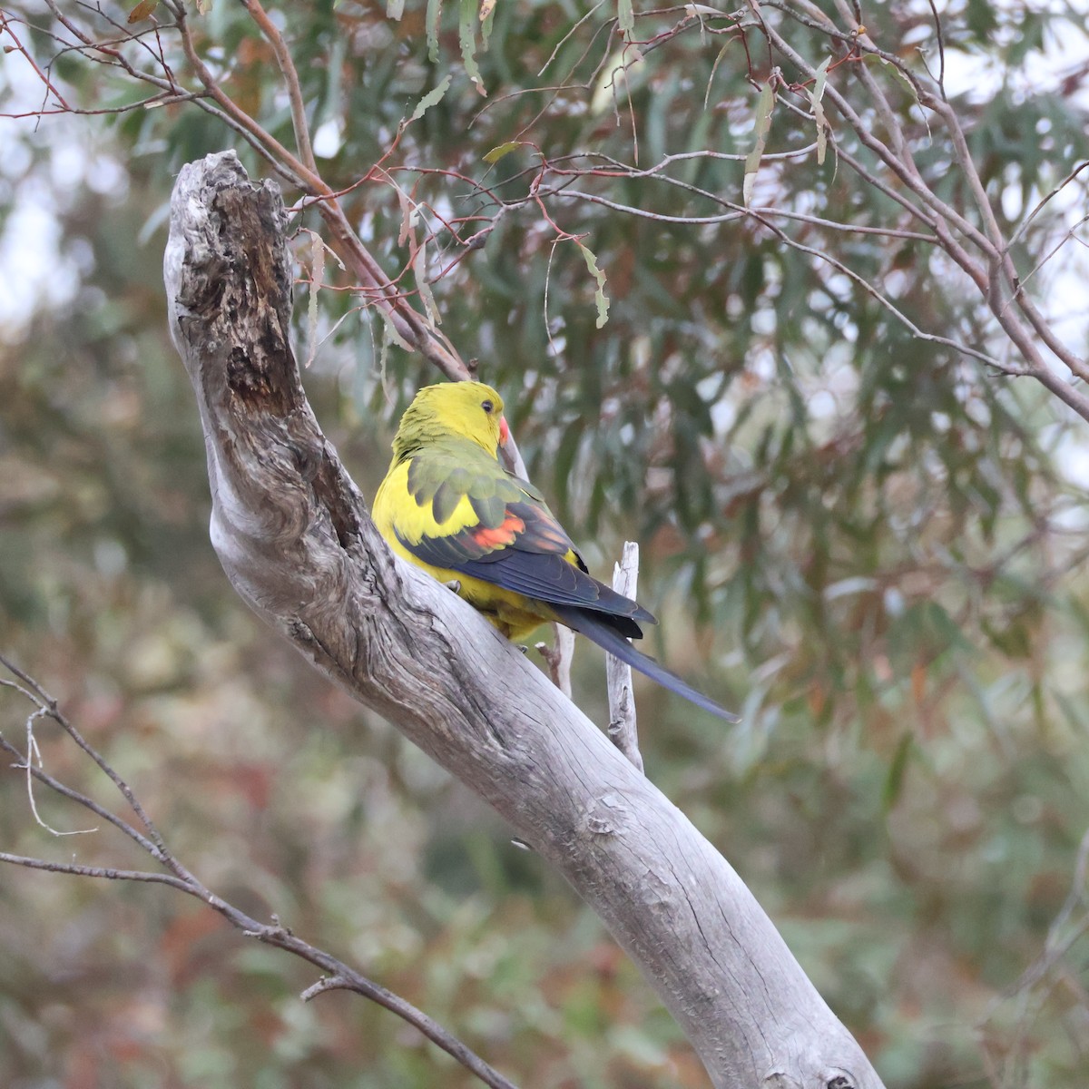 Regent Parrot - ML643975094