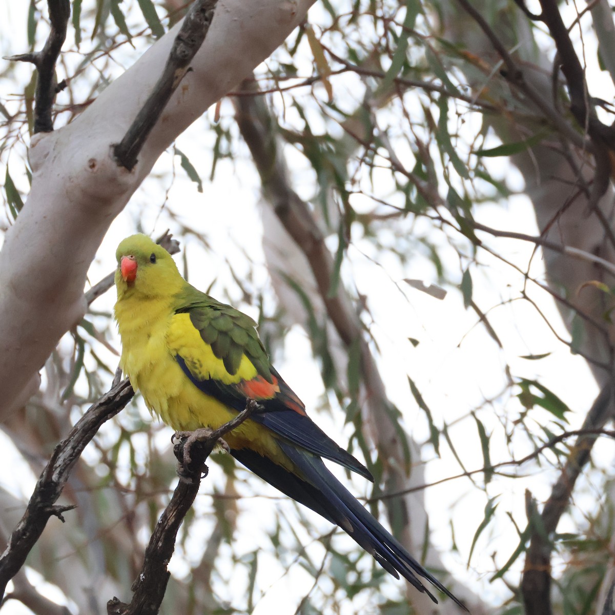 Regent Parrot - ML643975095