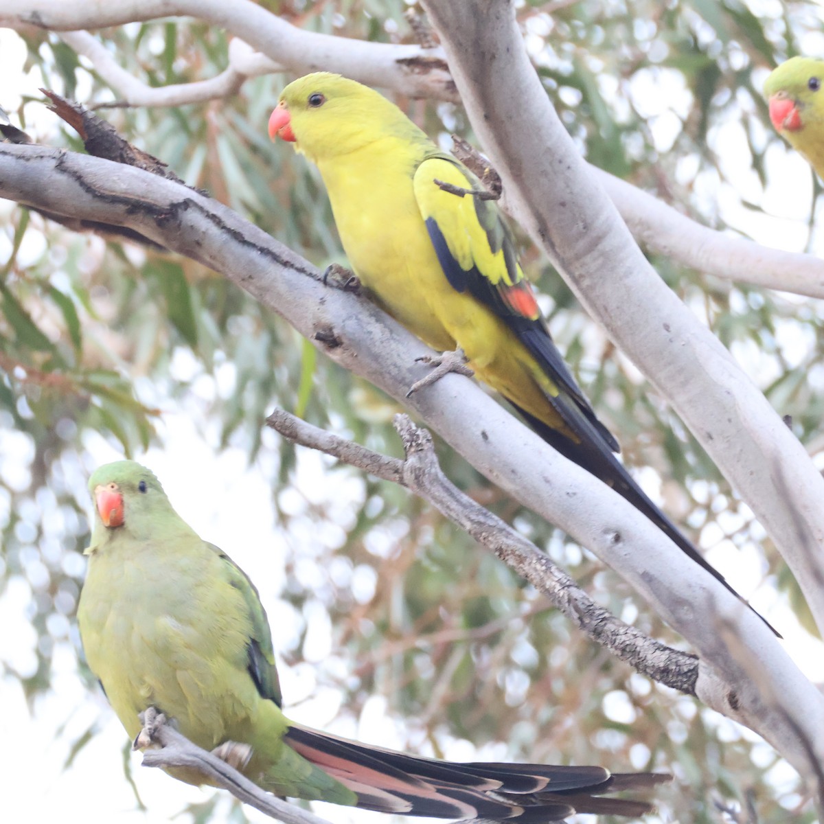 Regent Parrot - ML643975104
