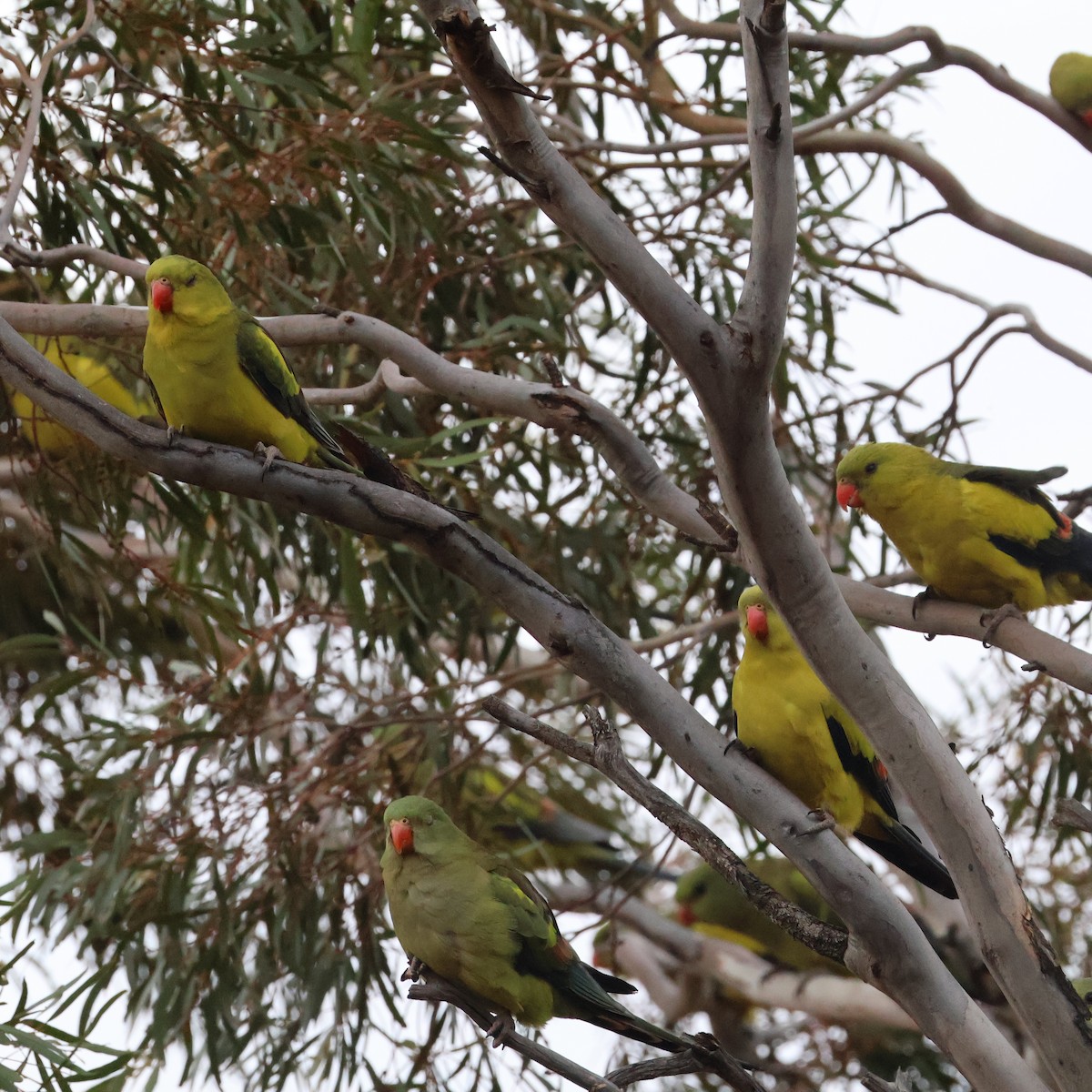 Regent Parrot - ML643975106