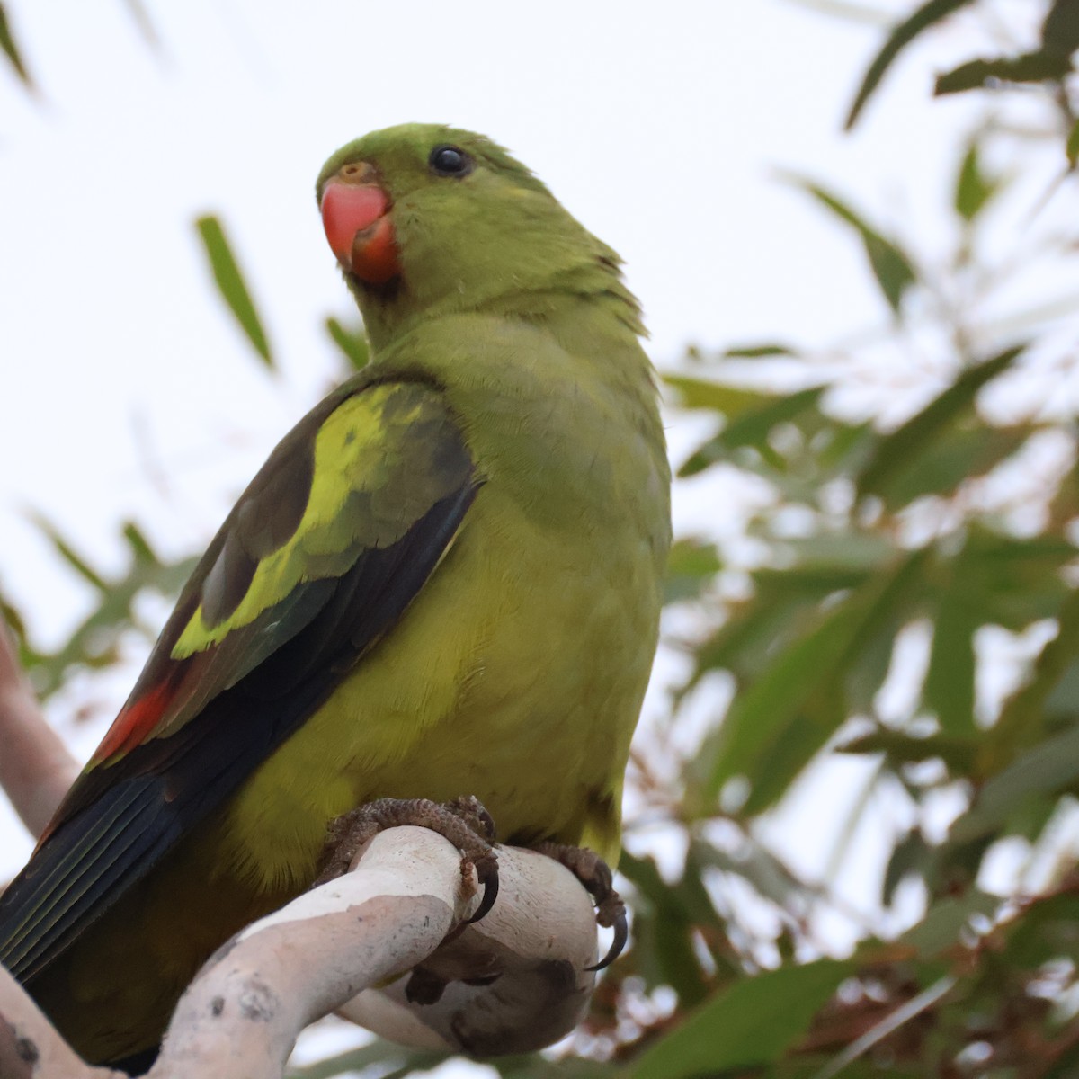 Regent Parrot - ML643975112