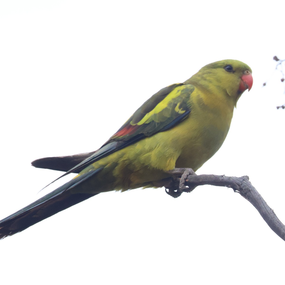 Regent Parrot - ML643975115
