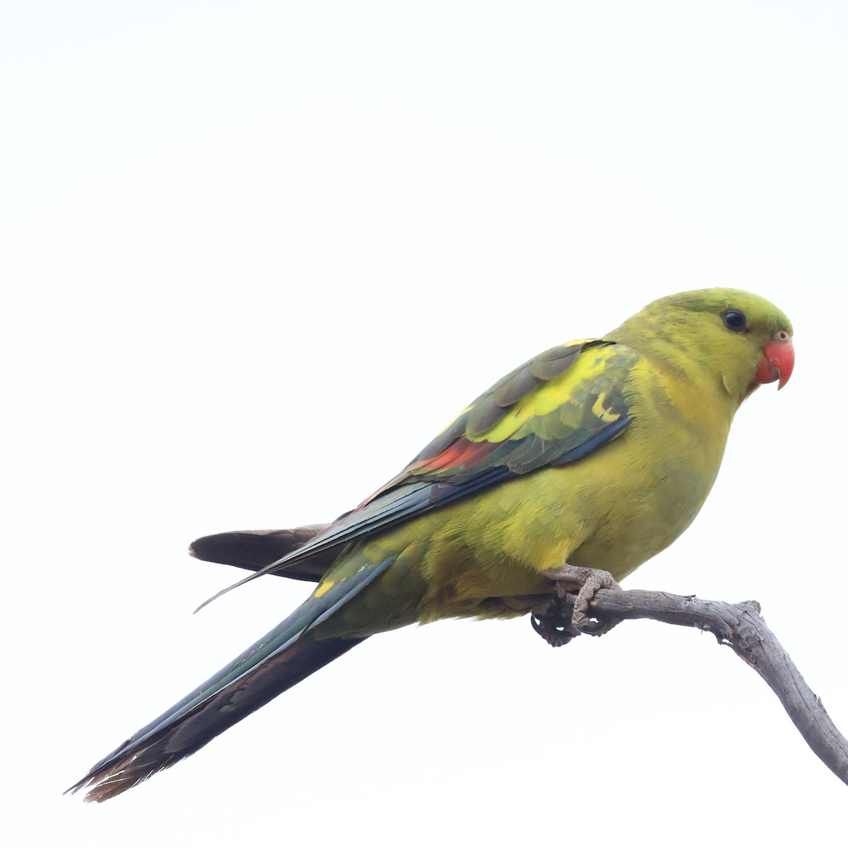 Regent Parrot - ML643975122