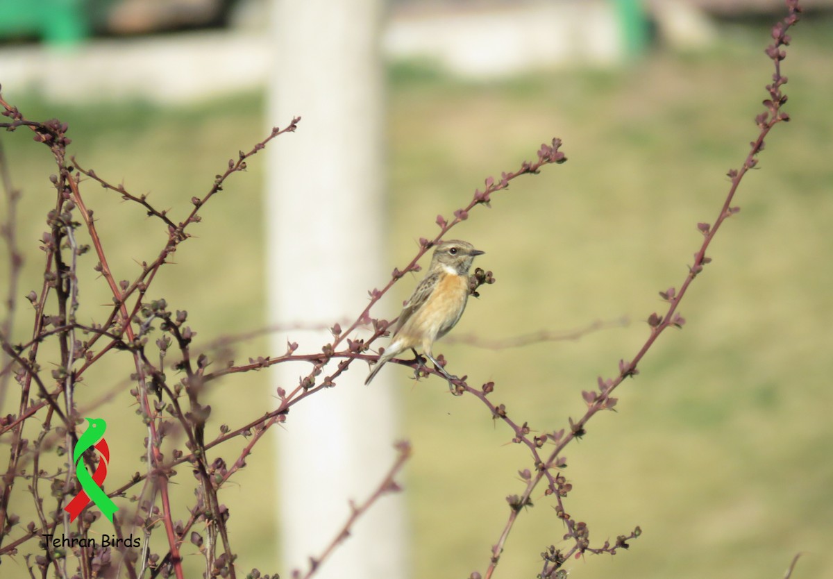 bramborníček černohlavý - ML643975124