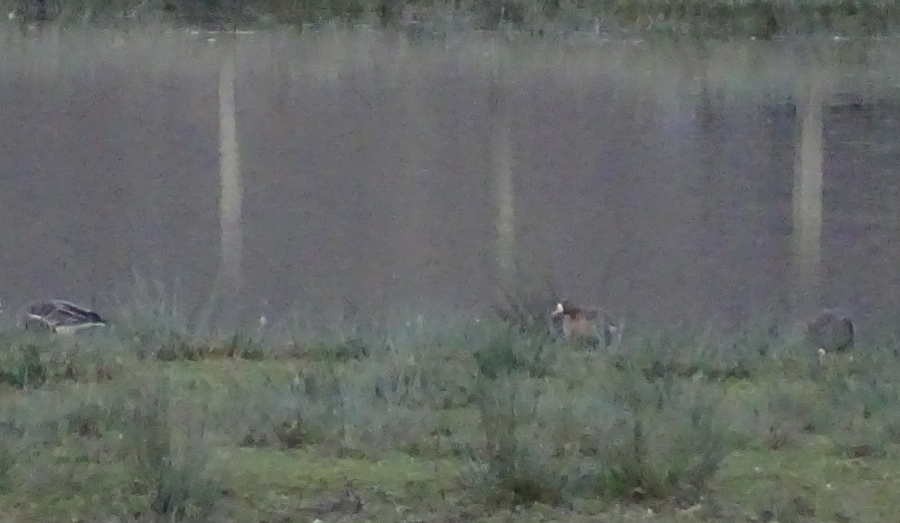 Greater White-fronted Goose - ML643975128