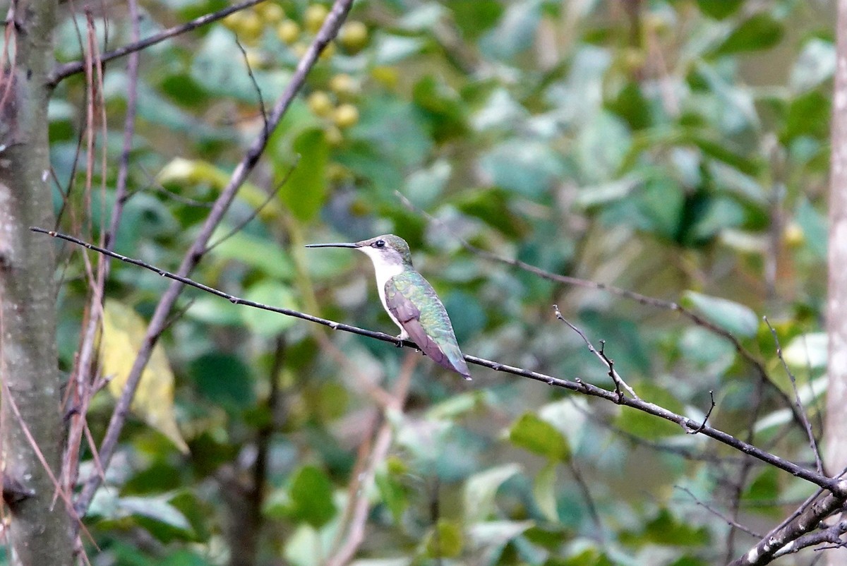 Ruby-throated Hummingbird - ML643975135