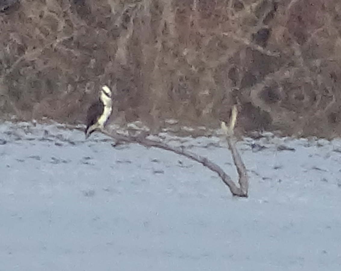 Osprey - ML643975137