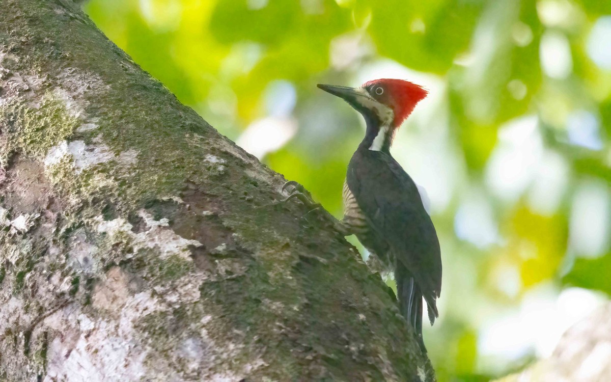 Crimson-crested Woodpecker - ML643975139