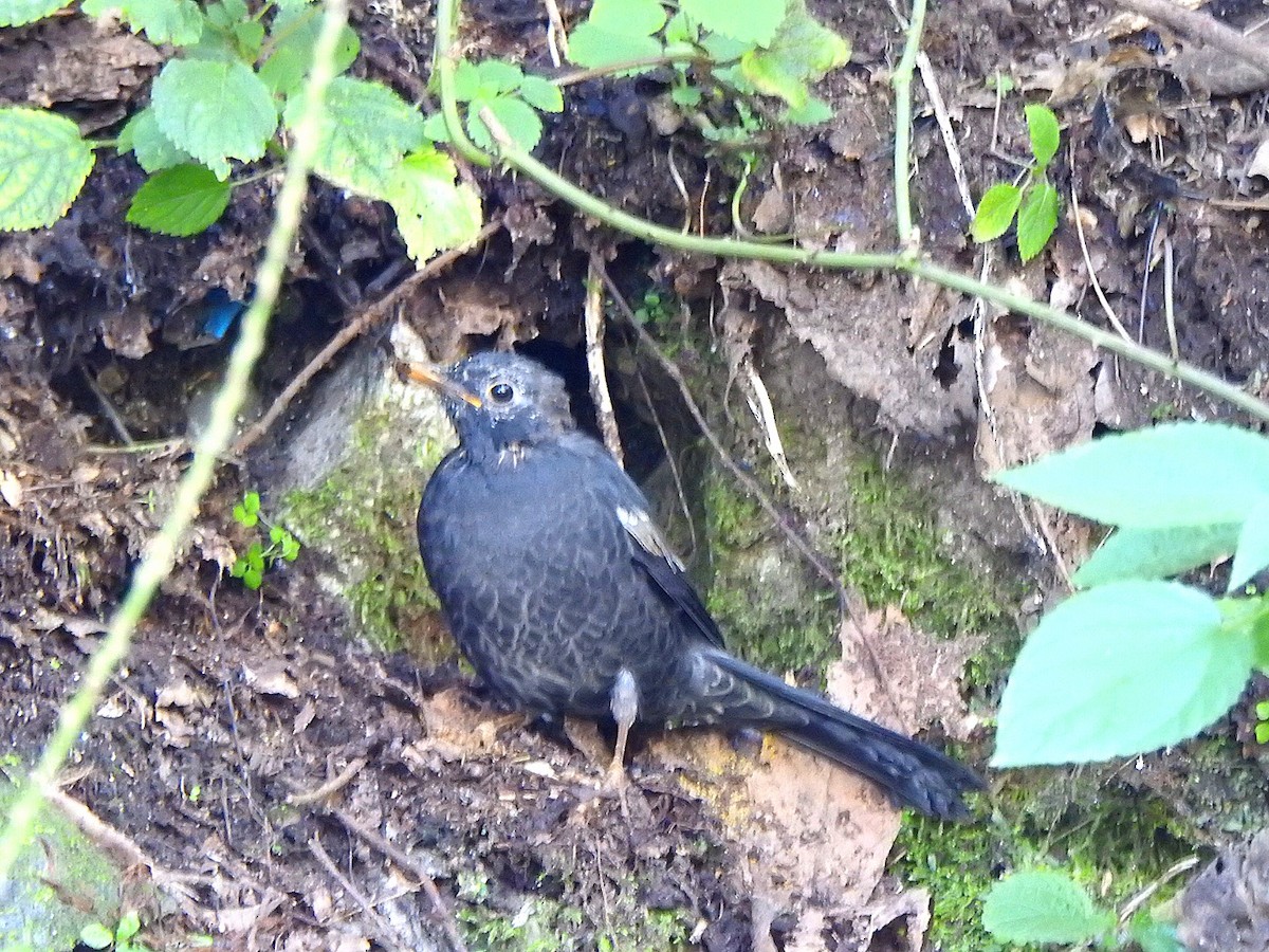 Gray-winged Blackbird - ML643975141