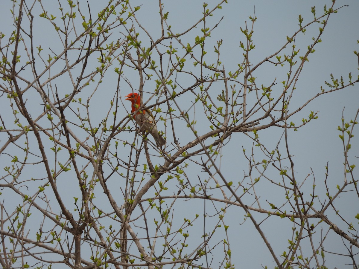Red-headed Weaver - ML643975149