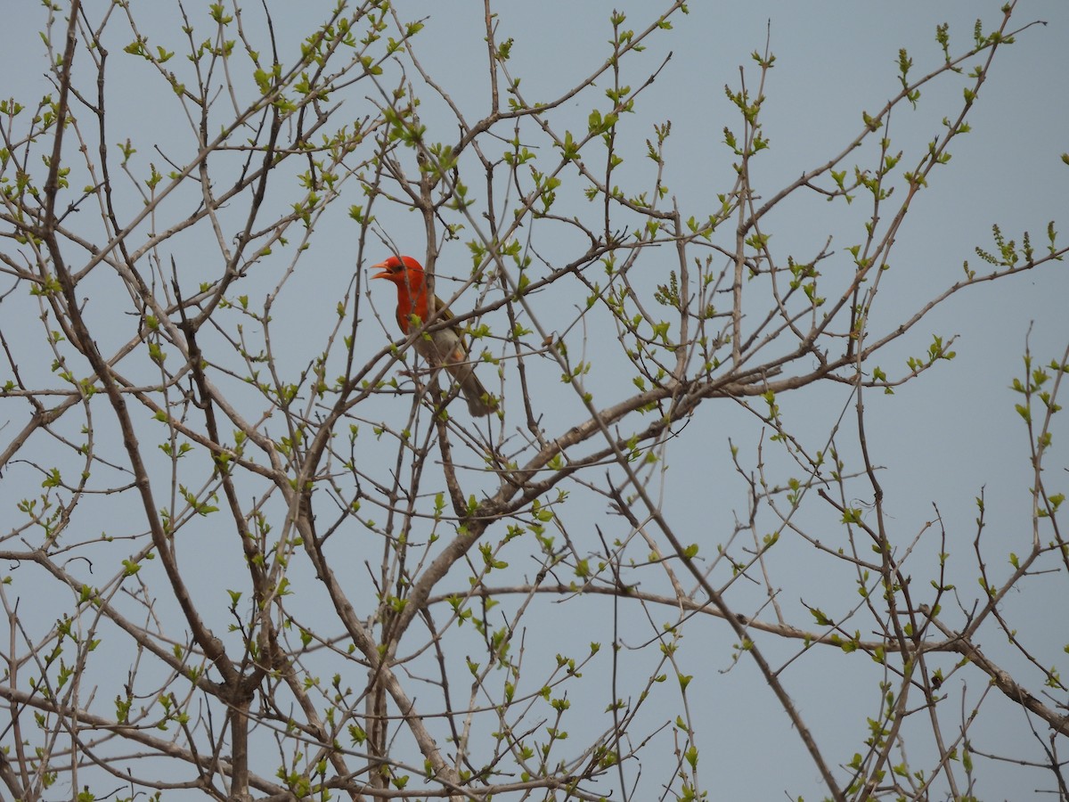 Red-headed Weaver - ML643975150