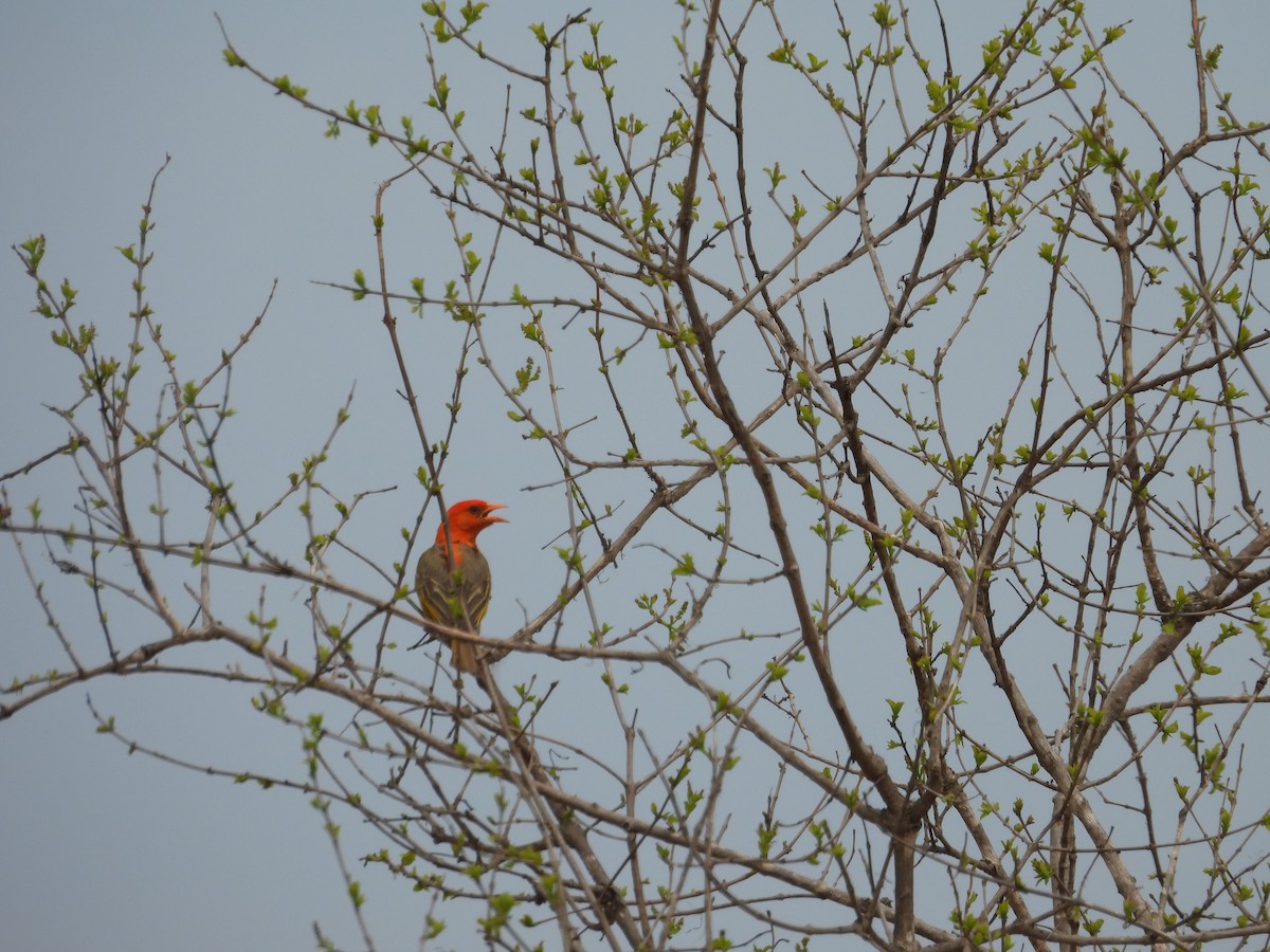 Red-headed Weaver - ML643975151