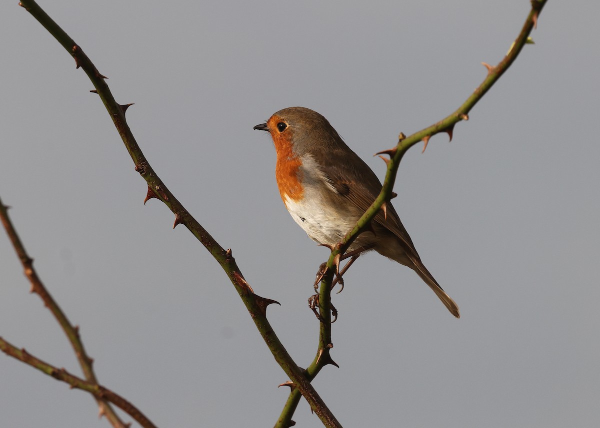European Robin - ML643975155