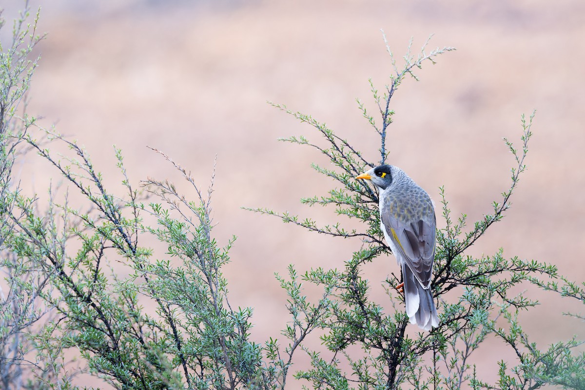 Noisy Miner - ML643975158