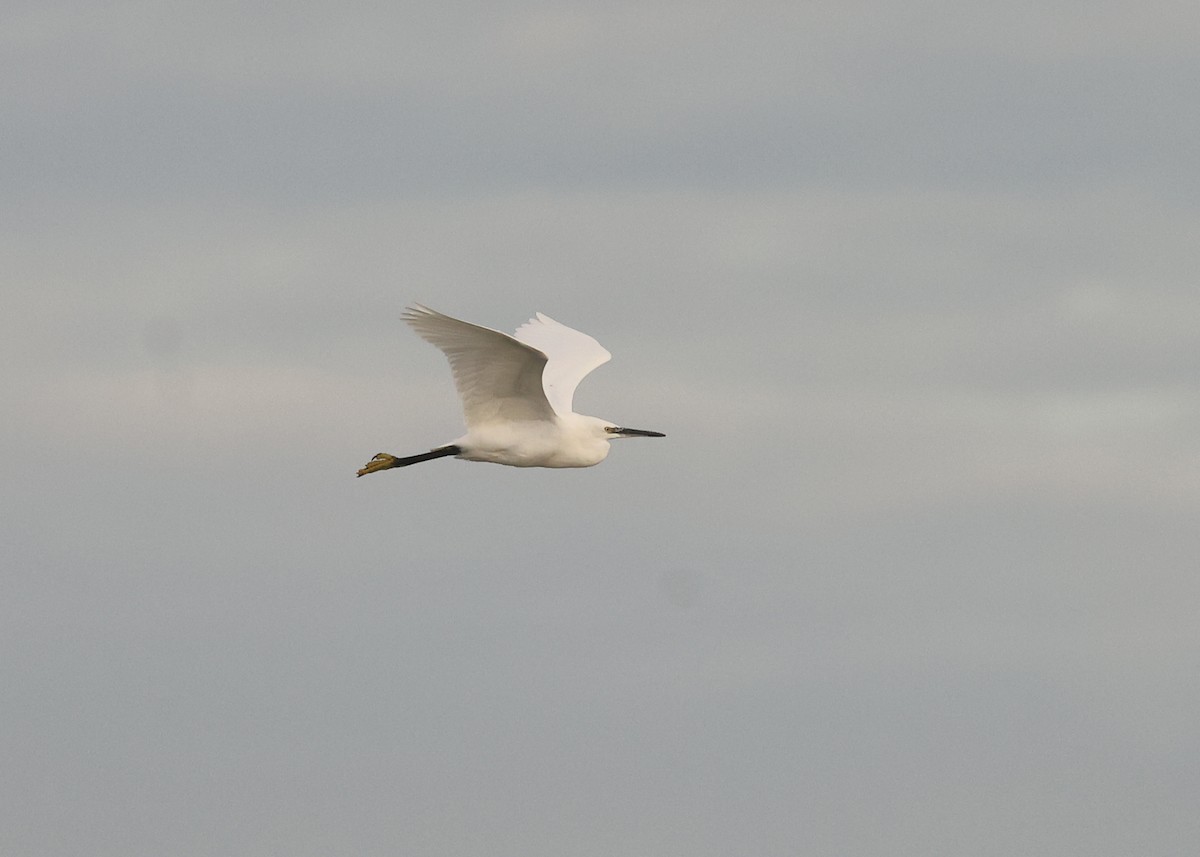 Little Egret - ML643975159