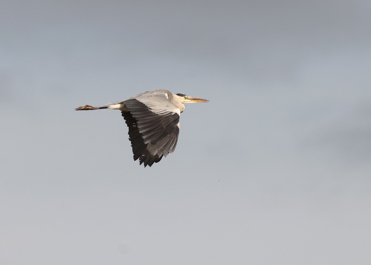 Gray Heron - ML643975161