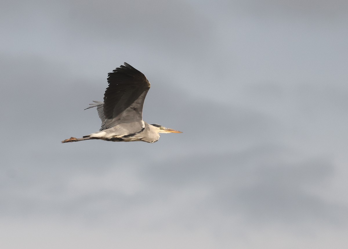Gray Heron - ML643975181