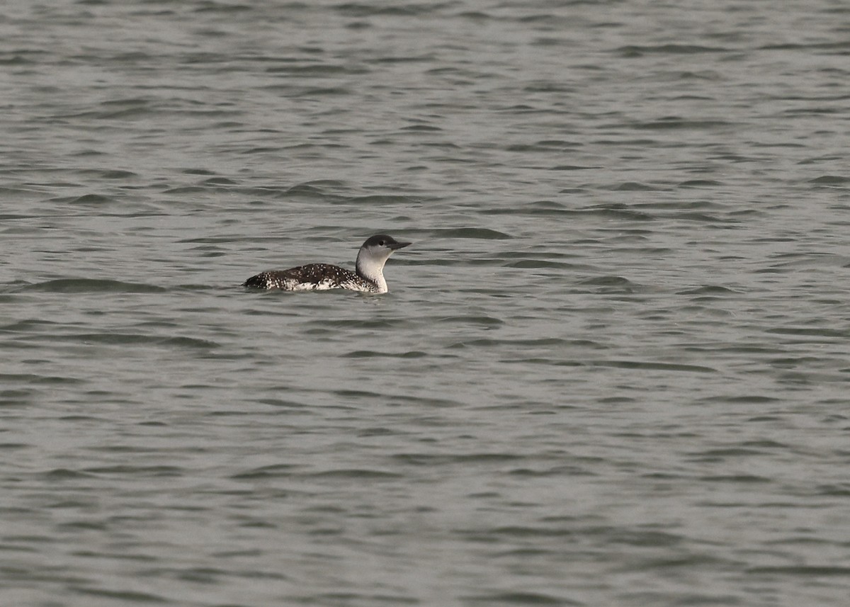 Red-throated Loon - ML643975191