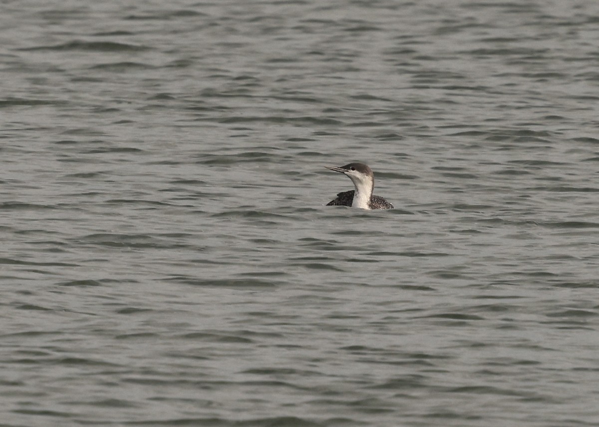 Red-throated Loon - ML643975192
