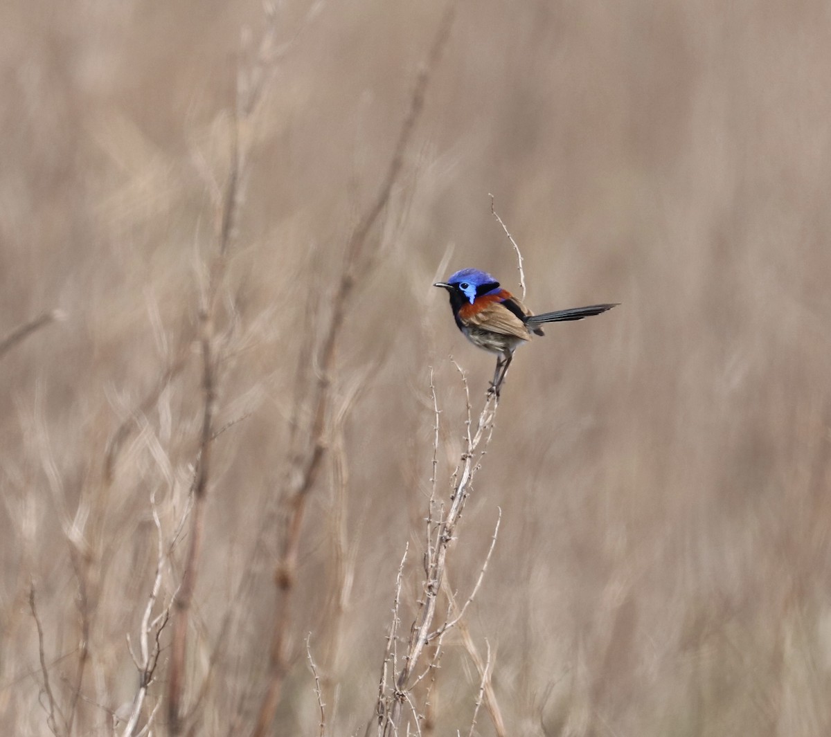 Purple-backed Fairywren - ML643975210