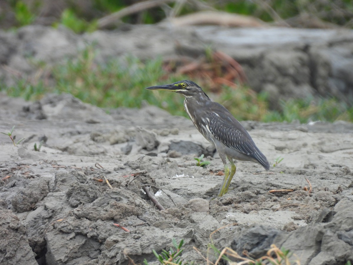 krabbehegre (atricapilla gr.) - ML643975226