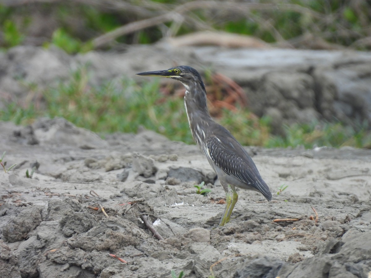 krabbehegre (atricapilla gr.) - ML643975227