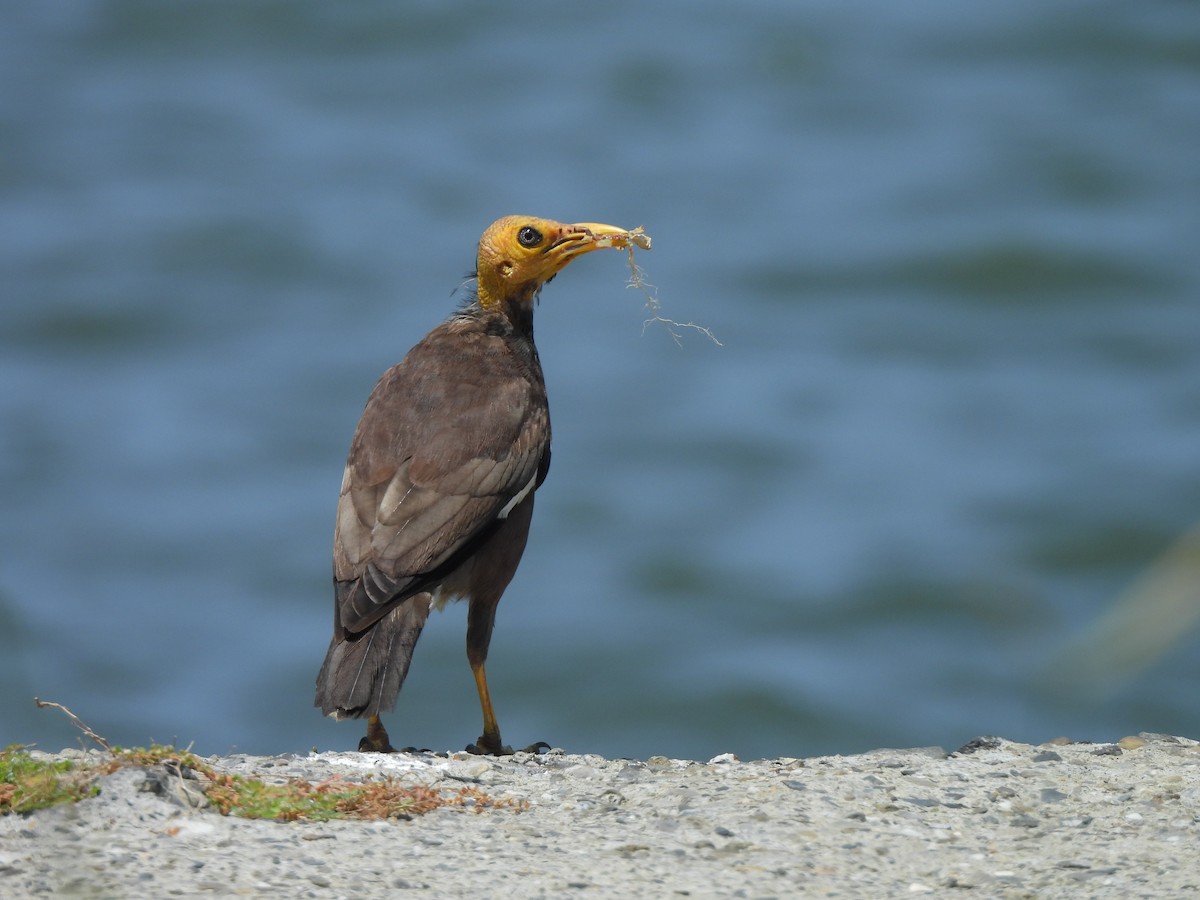 hyrdestær - ML643975229