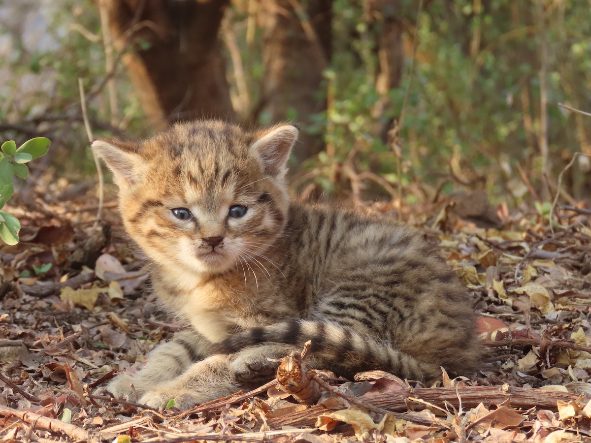 African Wildcat - ML643975245