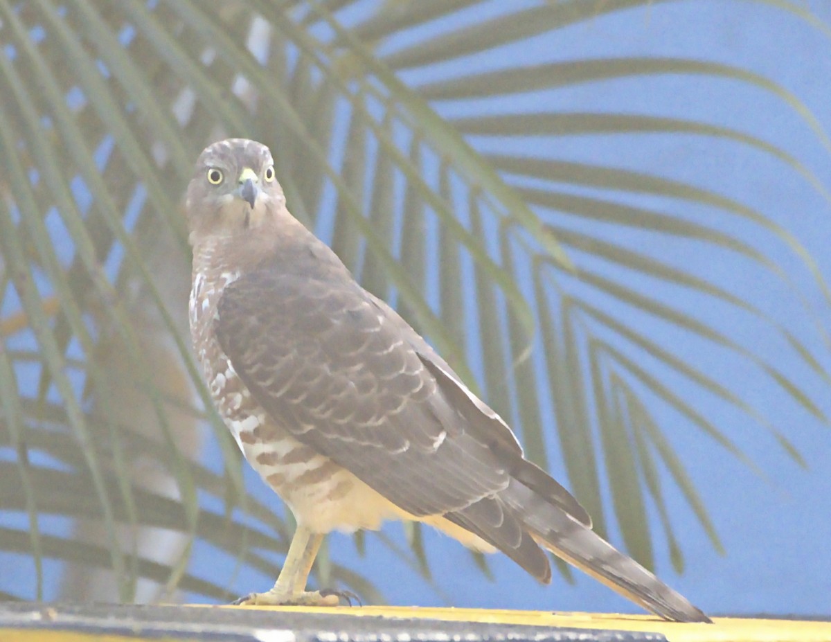 Shikra - ML643975248