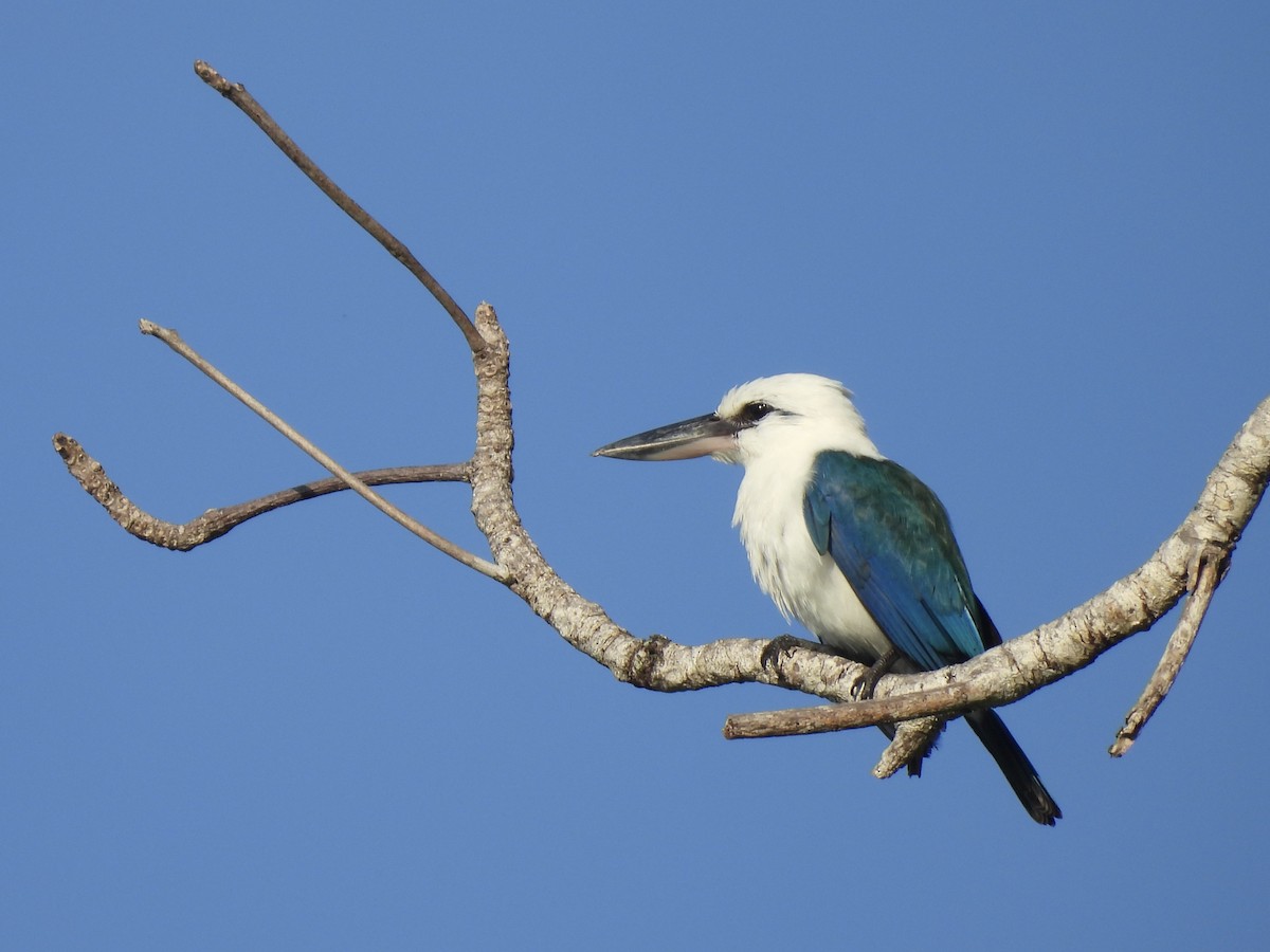 Альціон білоголовий - ML643975249