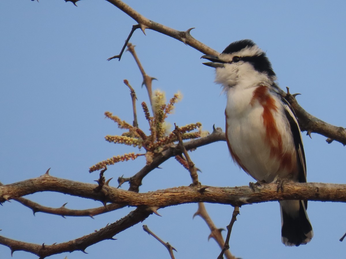 Brubru - ML643975251