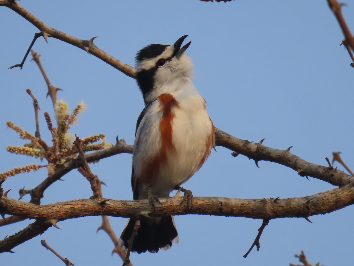 Brubru - ML643975252