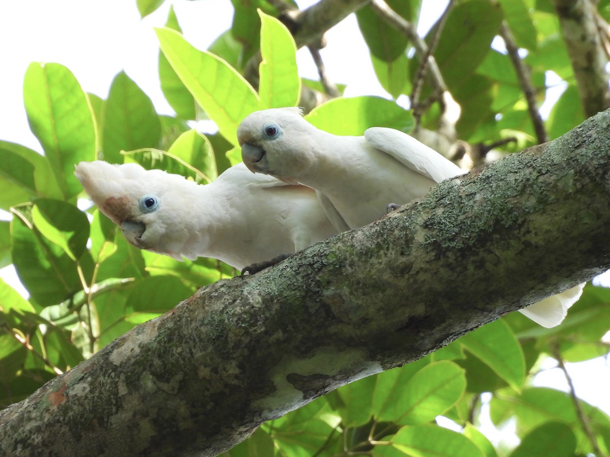 Solomons Corella - ML643975254