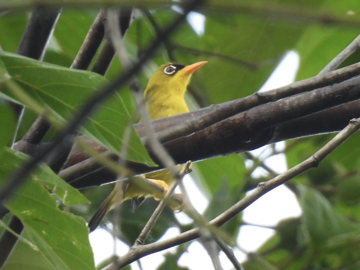 Splendid White-eye - ML643975255