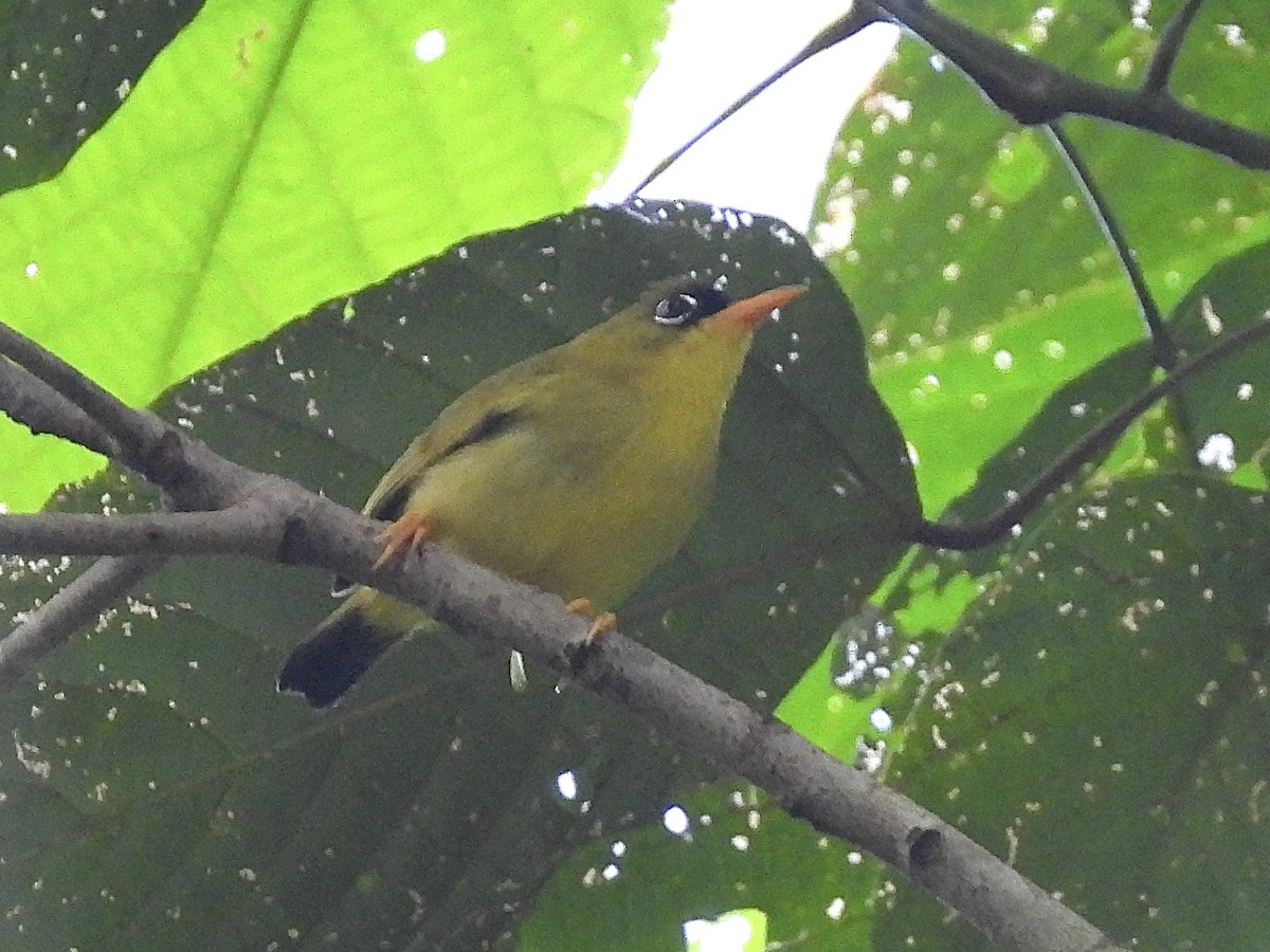 Splendid White-eye - ML643975256