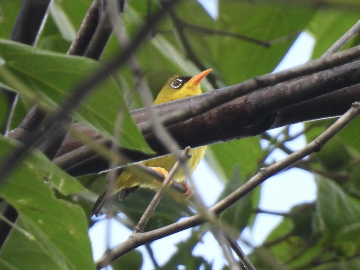 Splendid White-eye - ML643975257