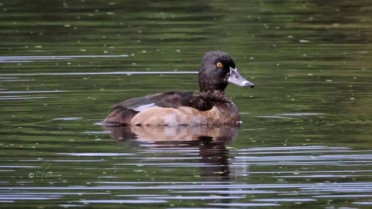 Ring-necked Duck - ML643975258