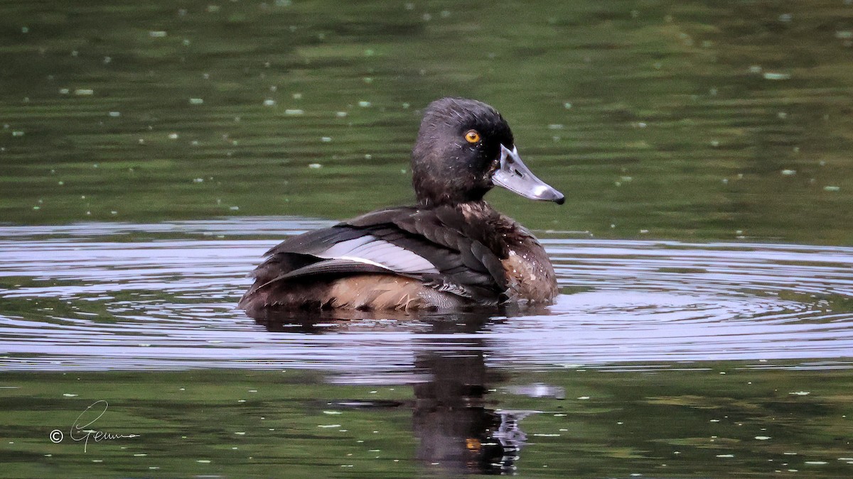 Ring-necked Duck - ML643975259