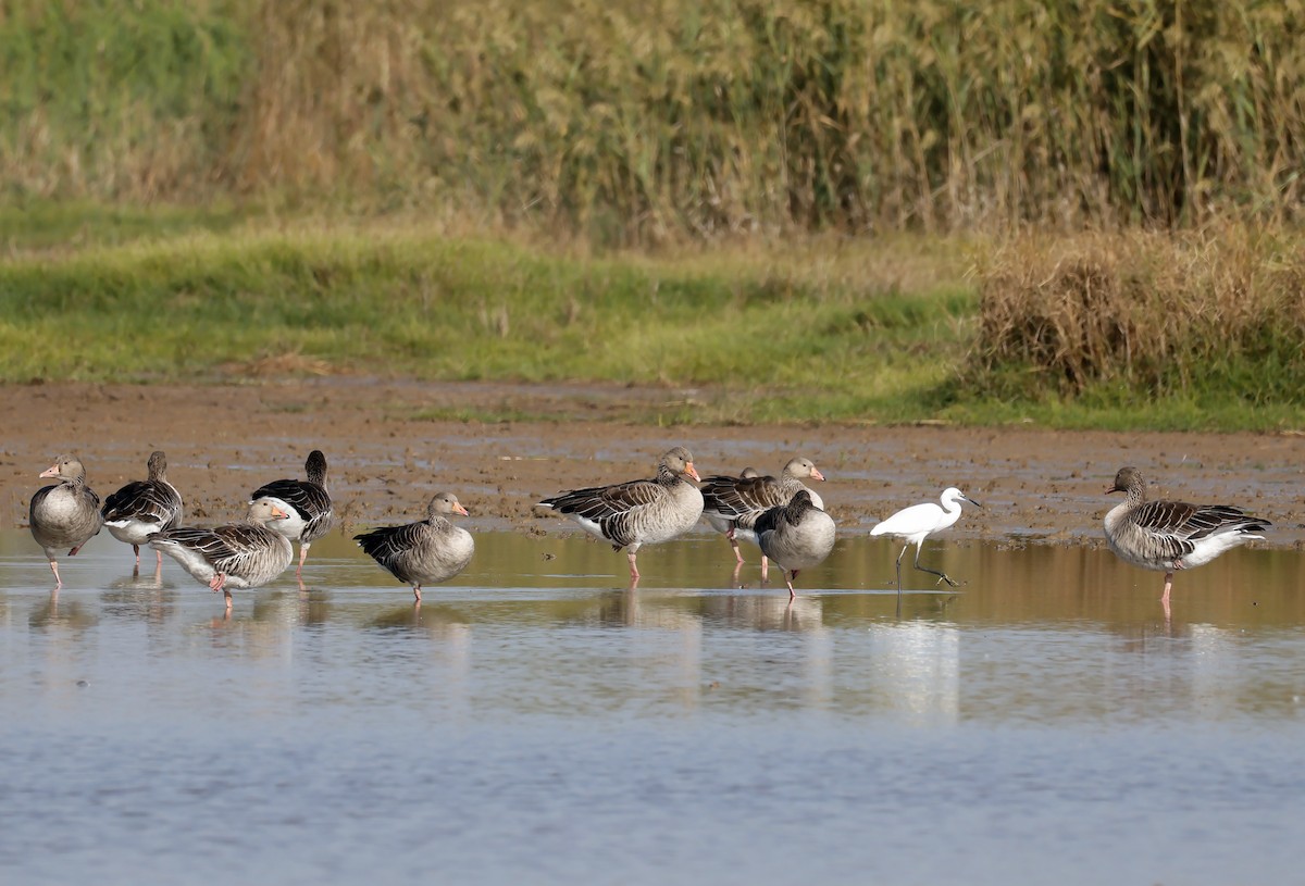 Graylag Goose - ML643975268