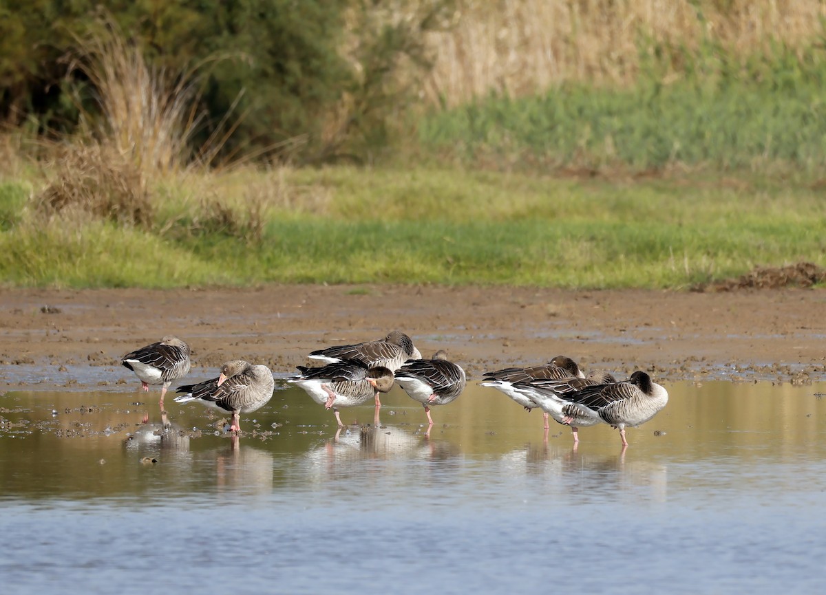 Graylag Goose - ML643975271